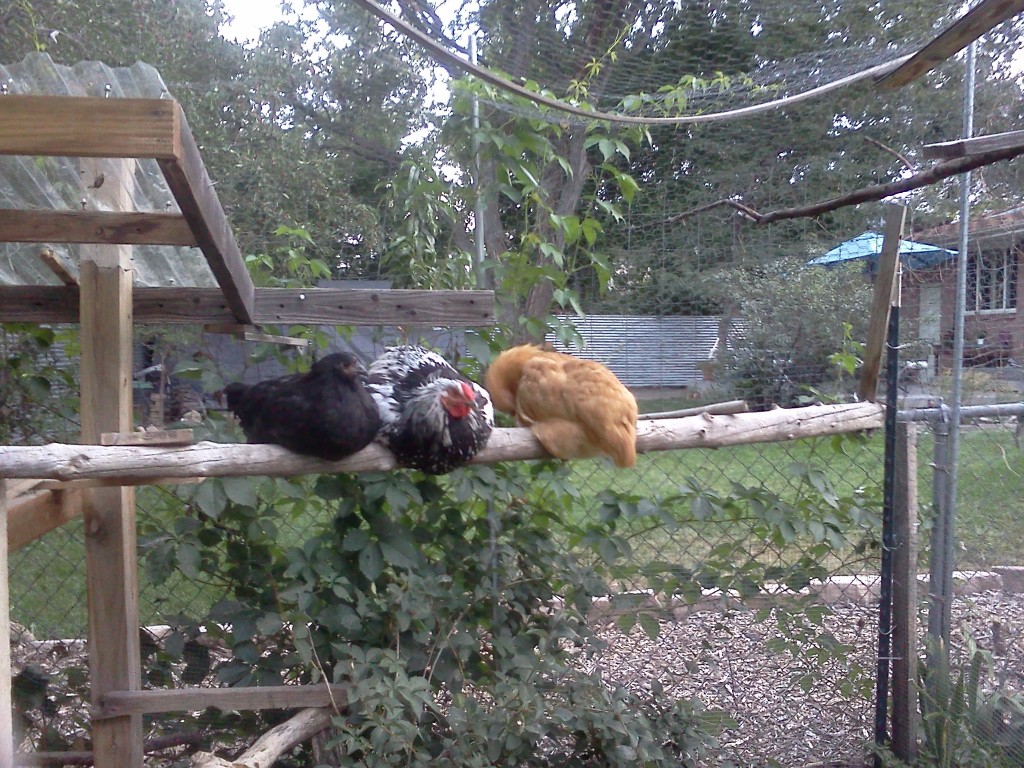Volunteering at Local Organic Farms